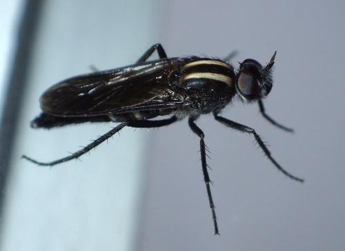 Réf. 186 223 : Thereva albovittata